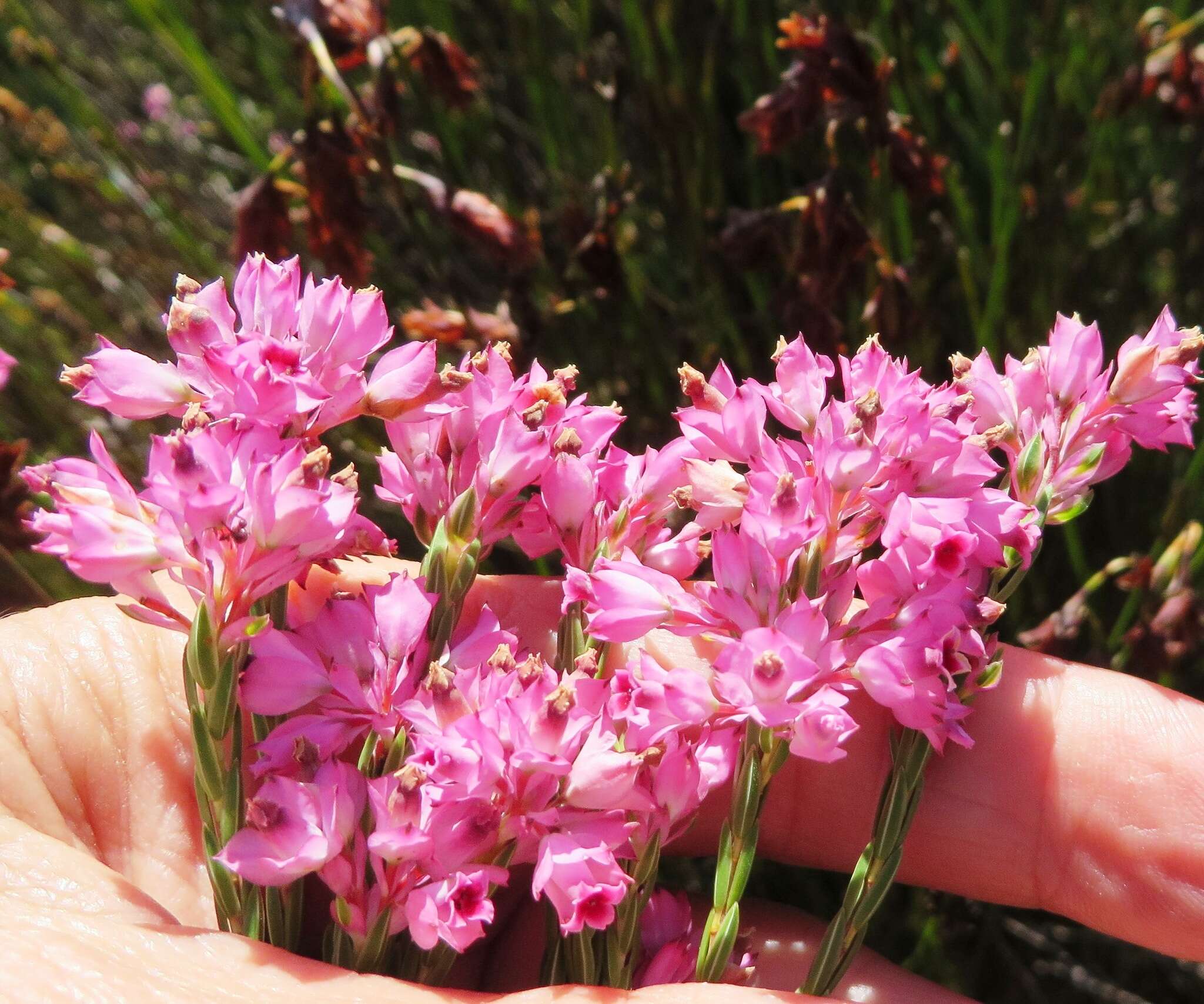 Image of Erica taxifolia