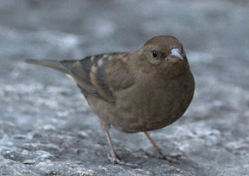 Image of Procarduelis Blyth 1843