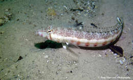 Image of White-streaked sandperch