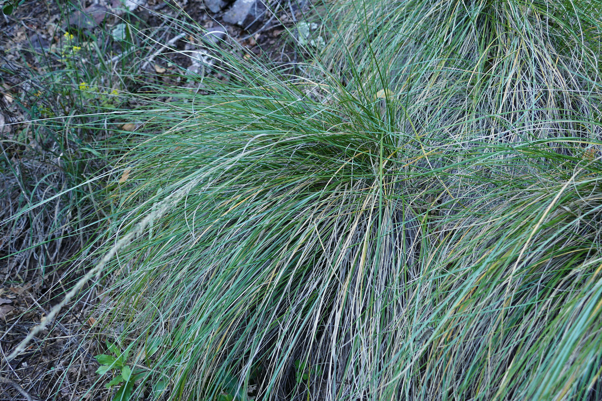 Image of pine muhly