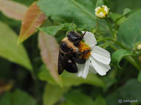 Image de Xylocopa dejeanii Lepeletier 1841