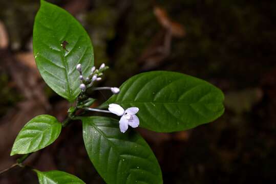 Pseuderanthemum latifolium (Vahl) B. Hansen resmi