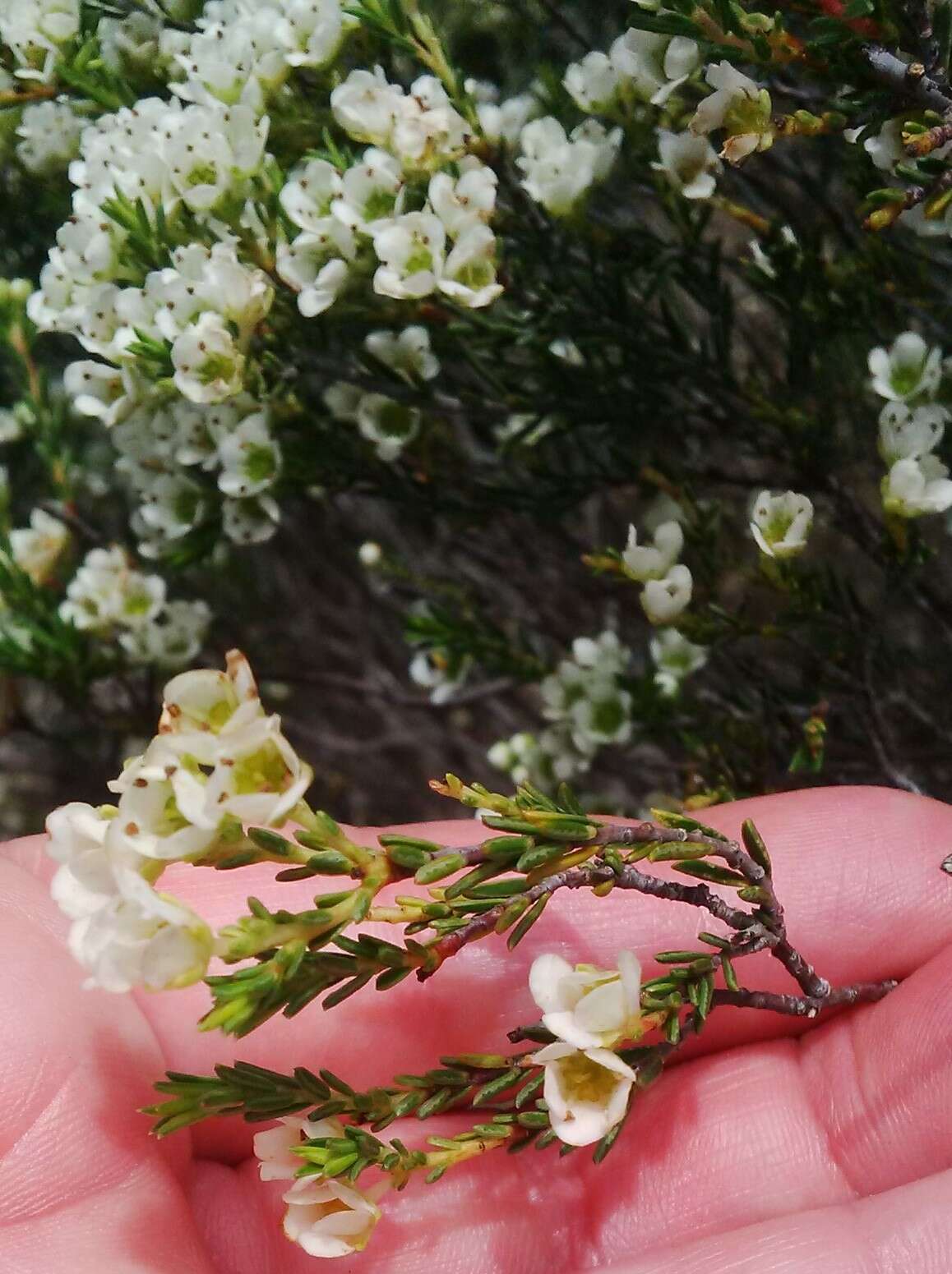 Image of Diosma aspalathoides Lam.