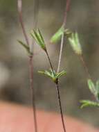 Image of pygmy linanthus