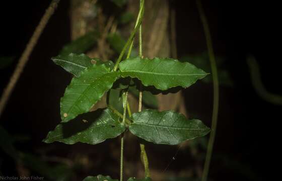 Image of Parsonsia lilacina (F. Müll.) Markgr.