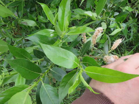 Image of Pacific willow