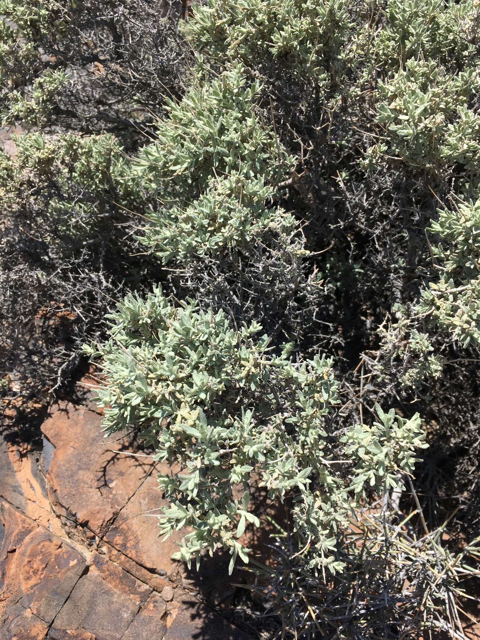 Image of Utah butterflybush