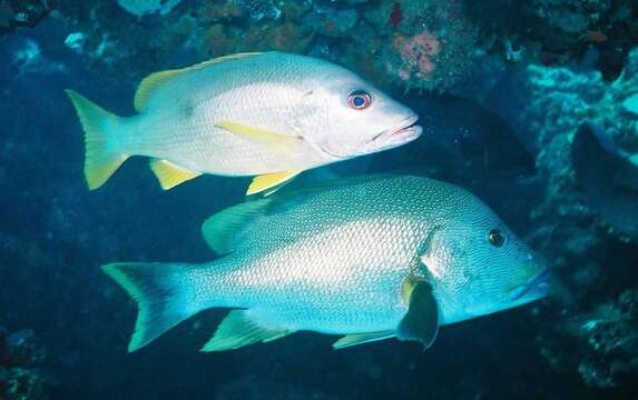 Image of Blubberlip snapper