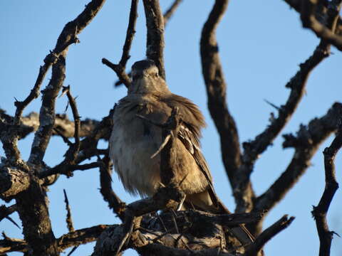 Image of Patagonian Mockingbird