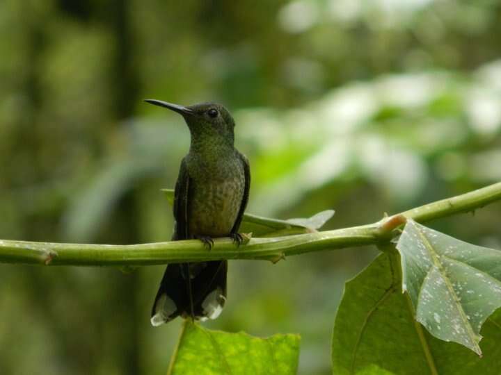 Image of Phaeochroa Gould 1861