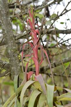 Imagem de Tillandsia belloensis W. Weber