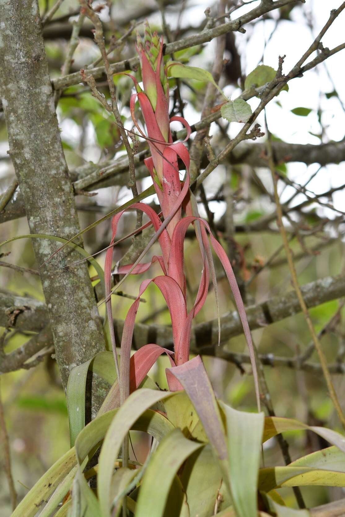 Imagem de Tillandsia belloensis W. Weber