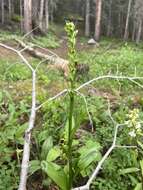 Image of purple-petal bog orchid