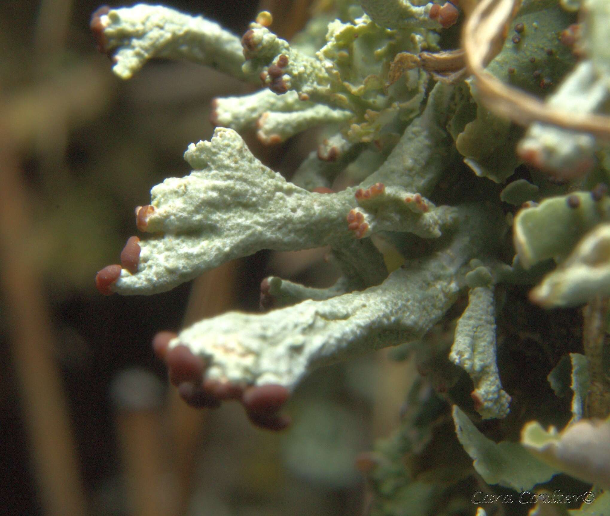 Image of cup lichen