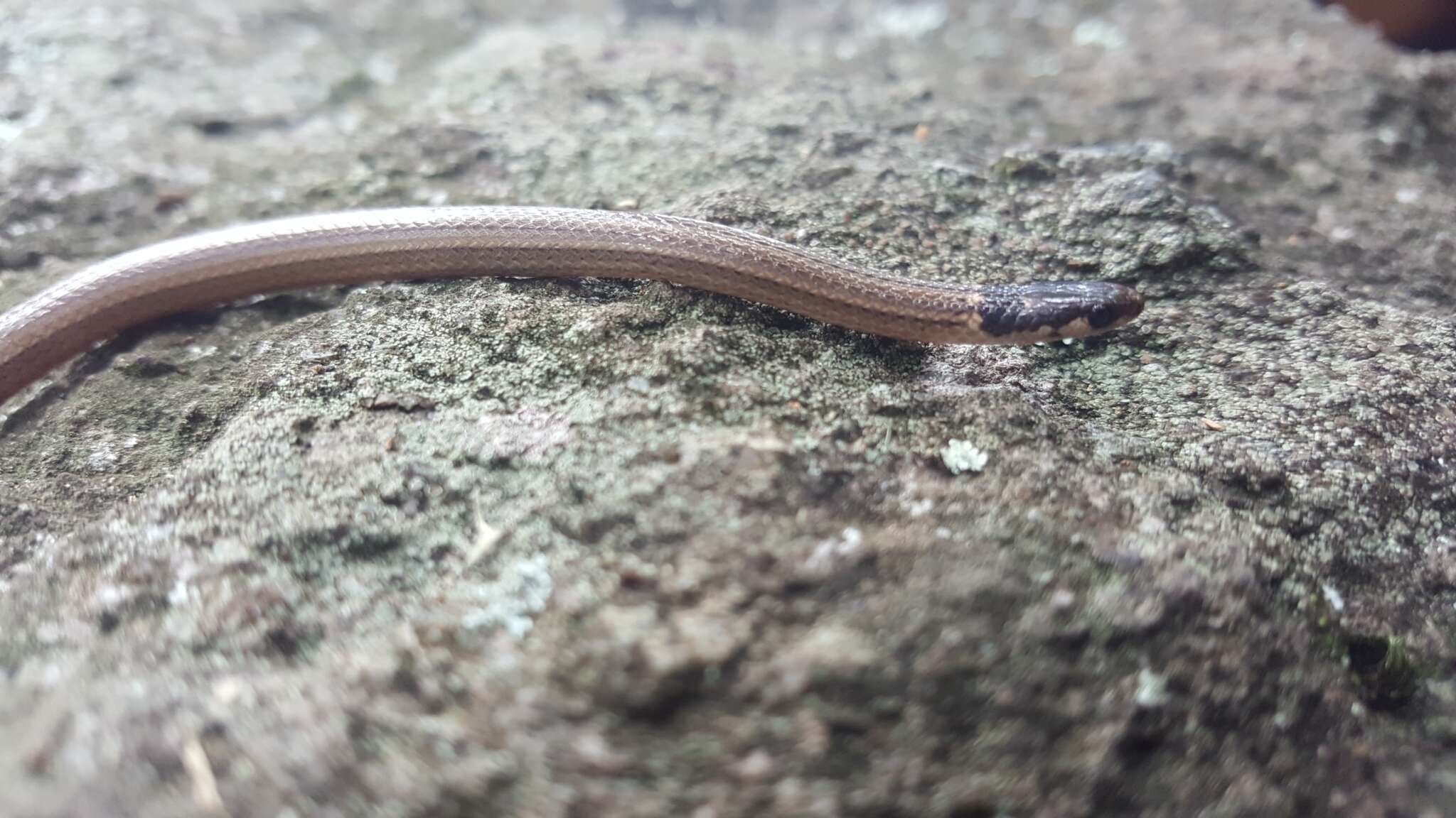 Image of Kinkelin Graceful Brown Snake