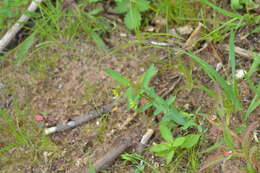 Image of northern St. Johnswort