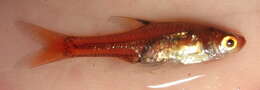 Image of Upjaw barb