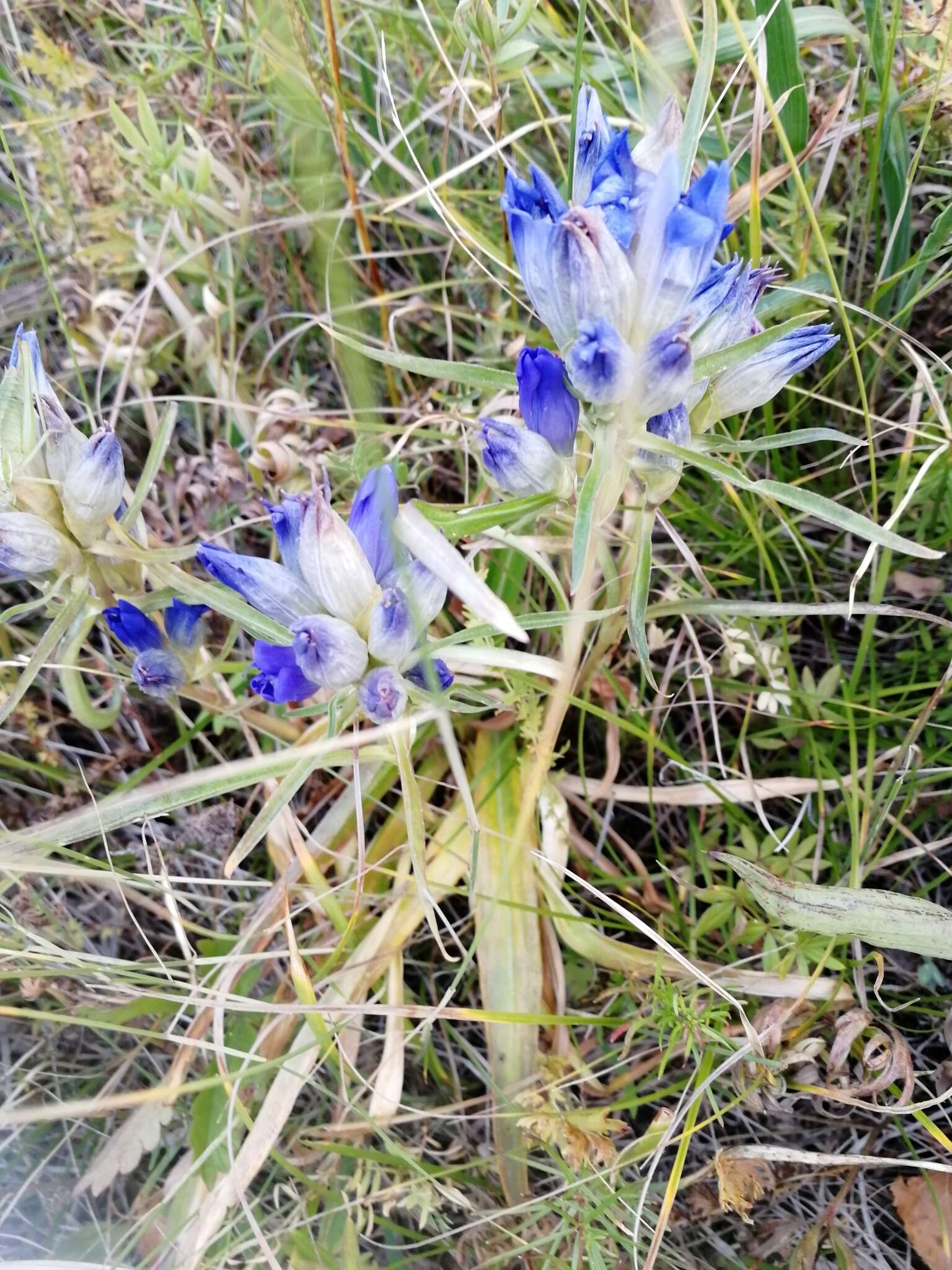 صورة Gentiana decumbens L. fil.