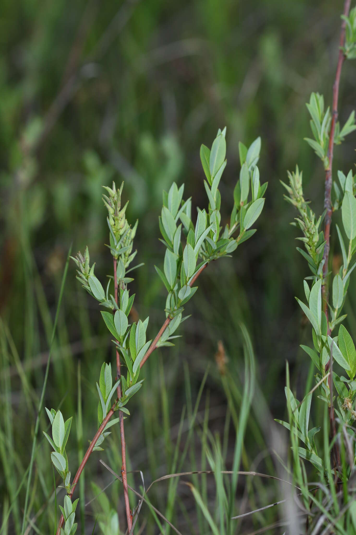 Image of Salix myrtilloides L.