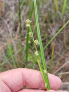 Image of River-Swamp Nut-Rush