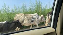 Image of zebu cattle