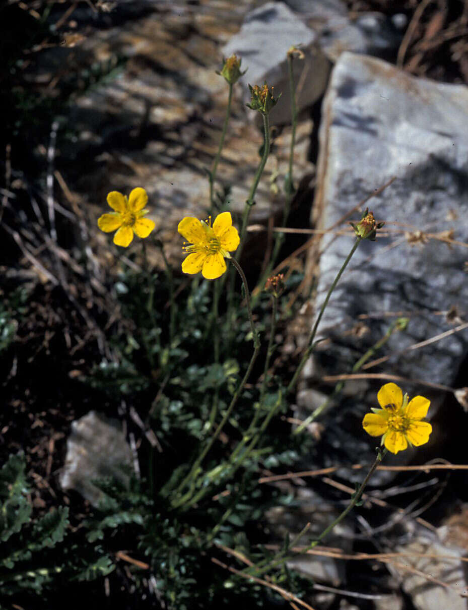 Image de Geum rossii var. turbinatum (Rydb.) C. L. Hitchc.