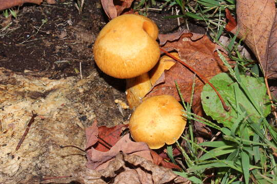 Image of Gymnopilus subspectabilis Hesler 1969