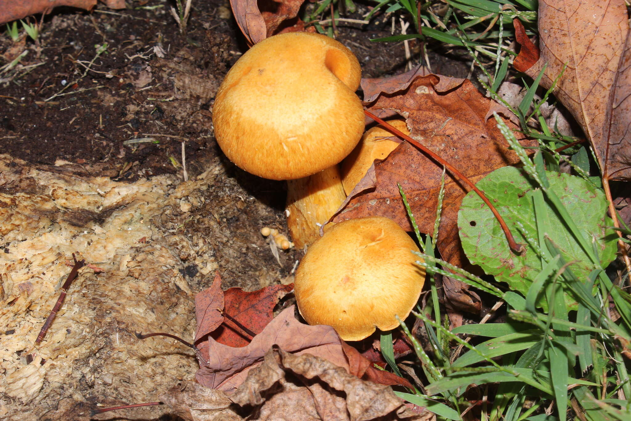 Image de Gymnopilus subspectabilis Hesler 1969