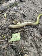 Image of Slow Worm