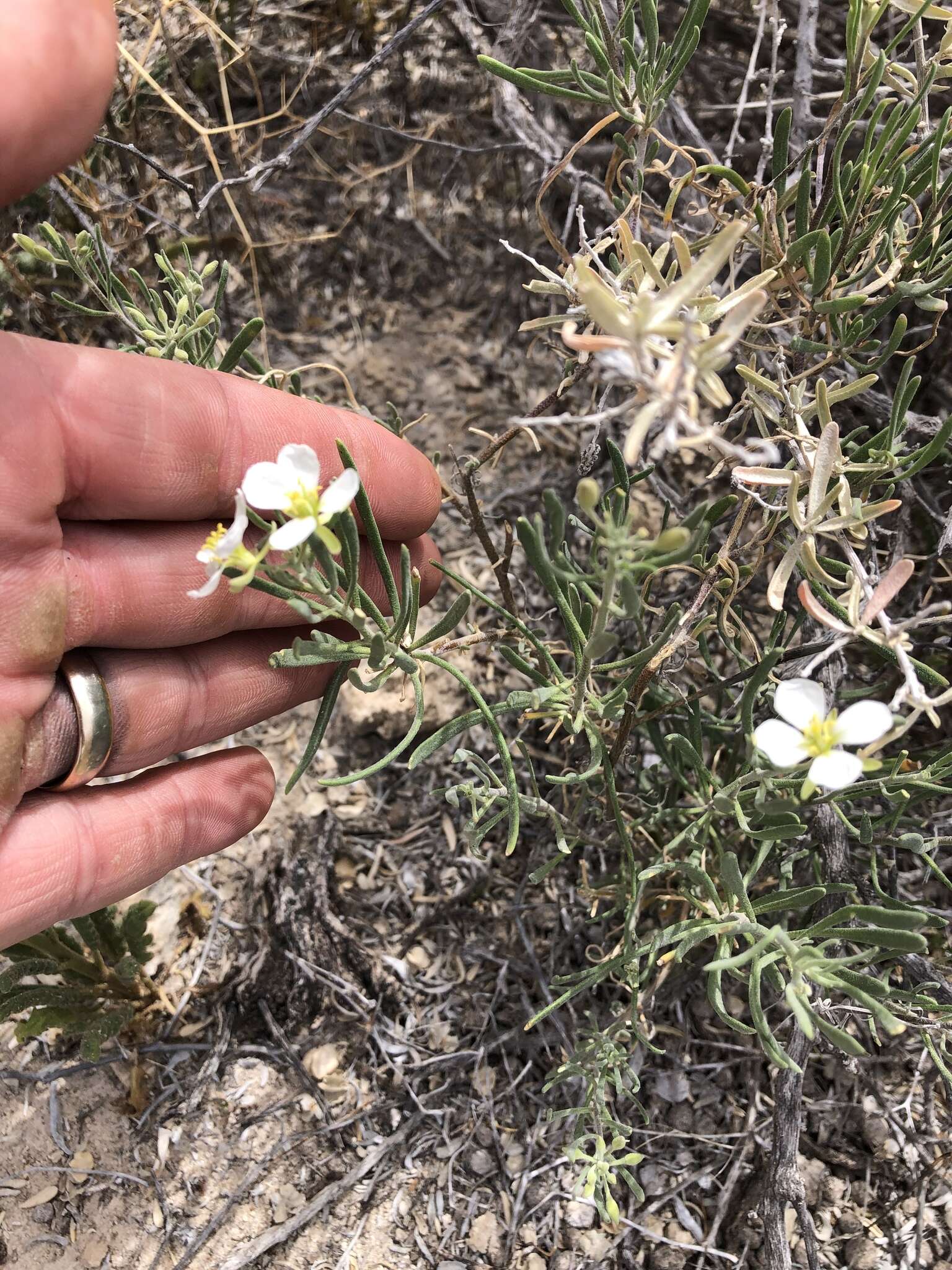 Image of White Sands fanmustard