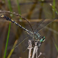 Imagem de Arigomphus villosipes (Selys 1854)