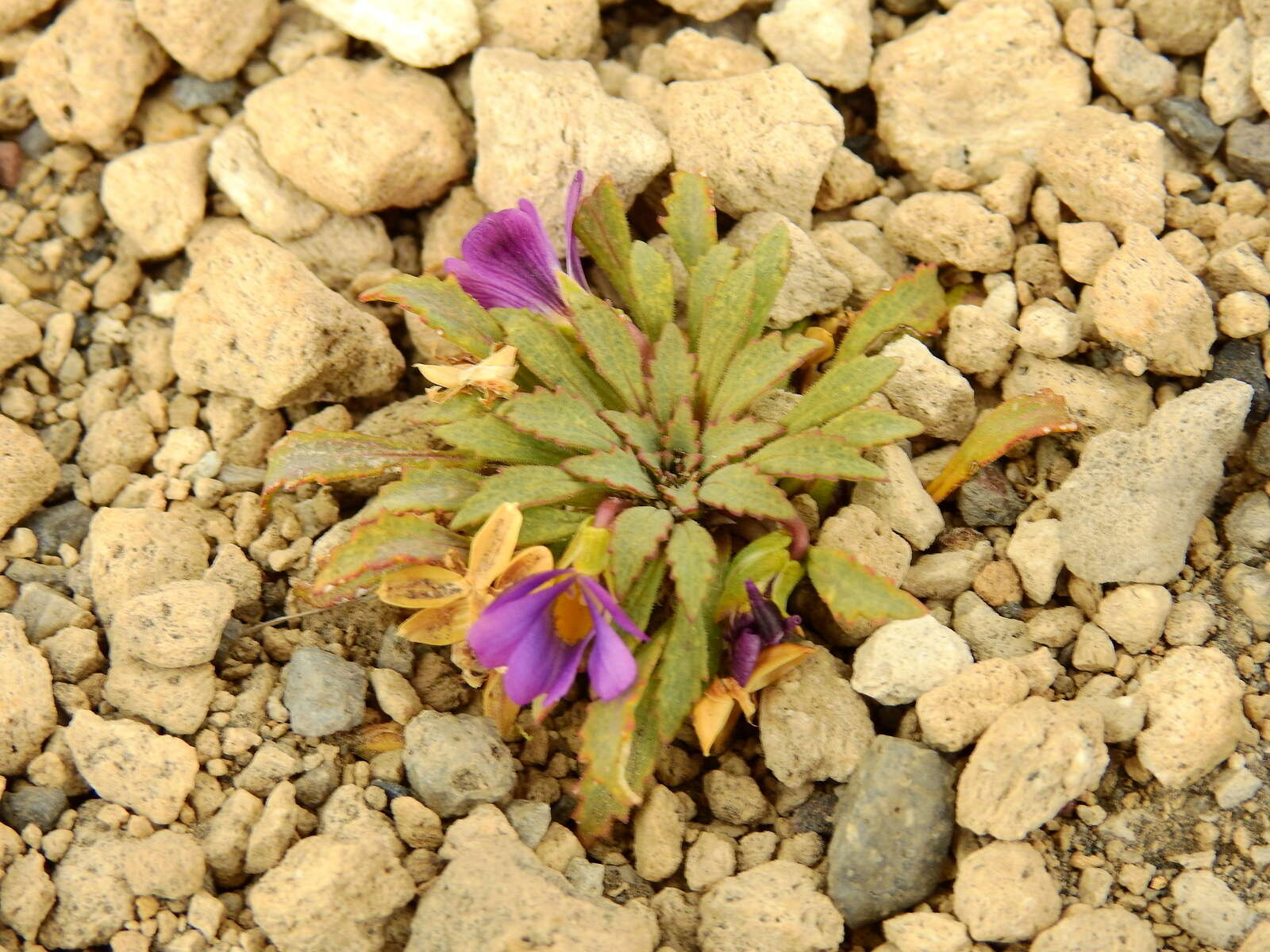 Image of Viola cheeseana