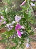 صورة Mundulea sericea subsp. sericea