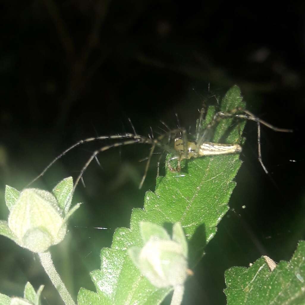 Image of Peucetia rubrolineata Keyserling 1877