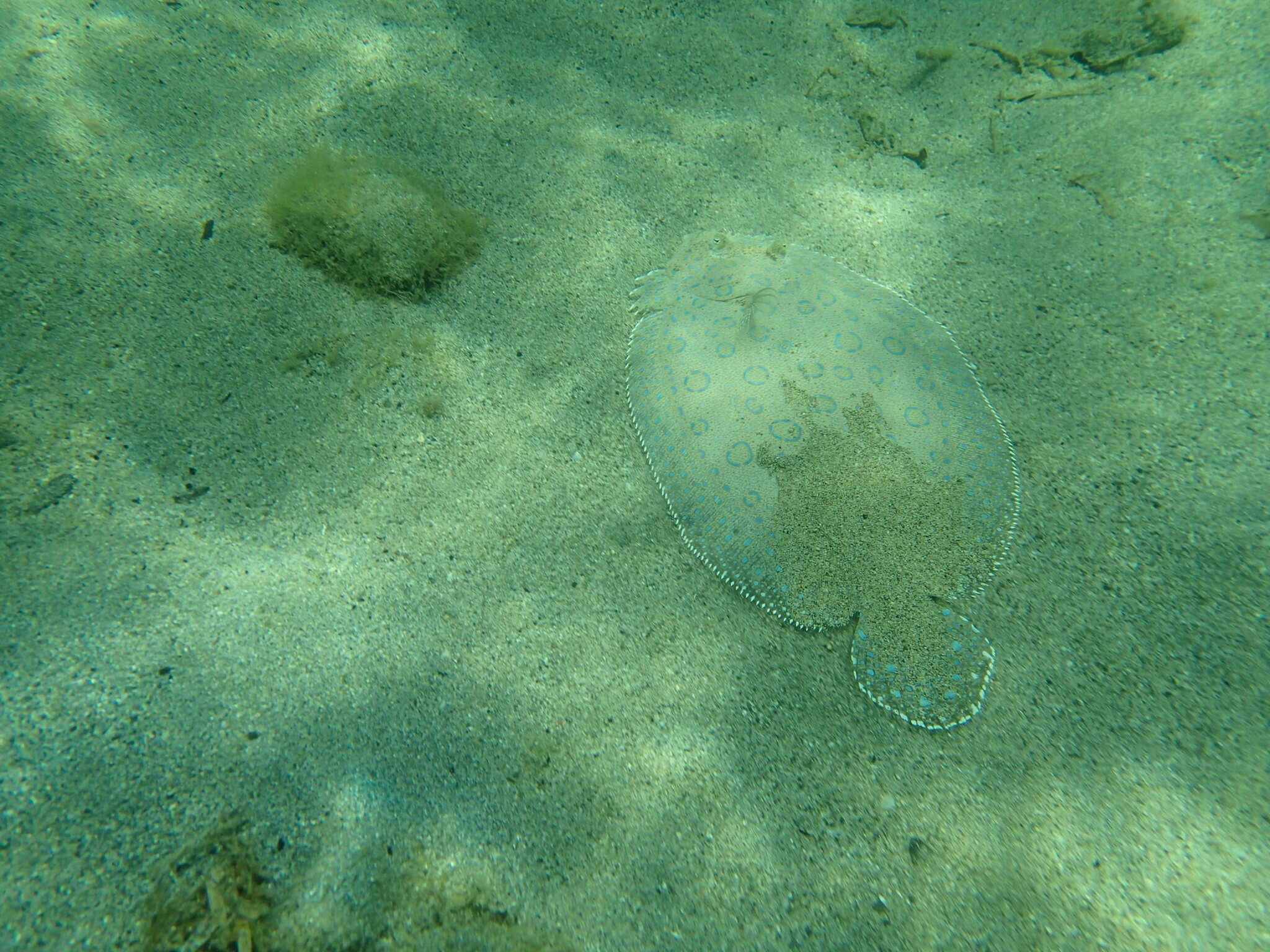 Image of Flounder