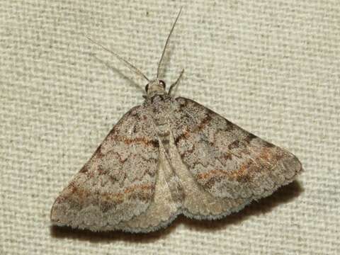 Image of Dichromodes obtusata Walker 1861