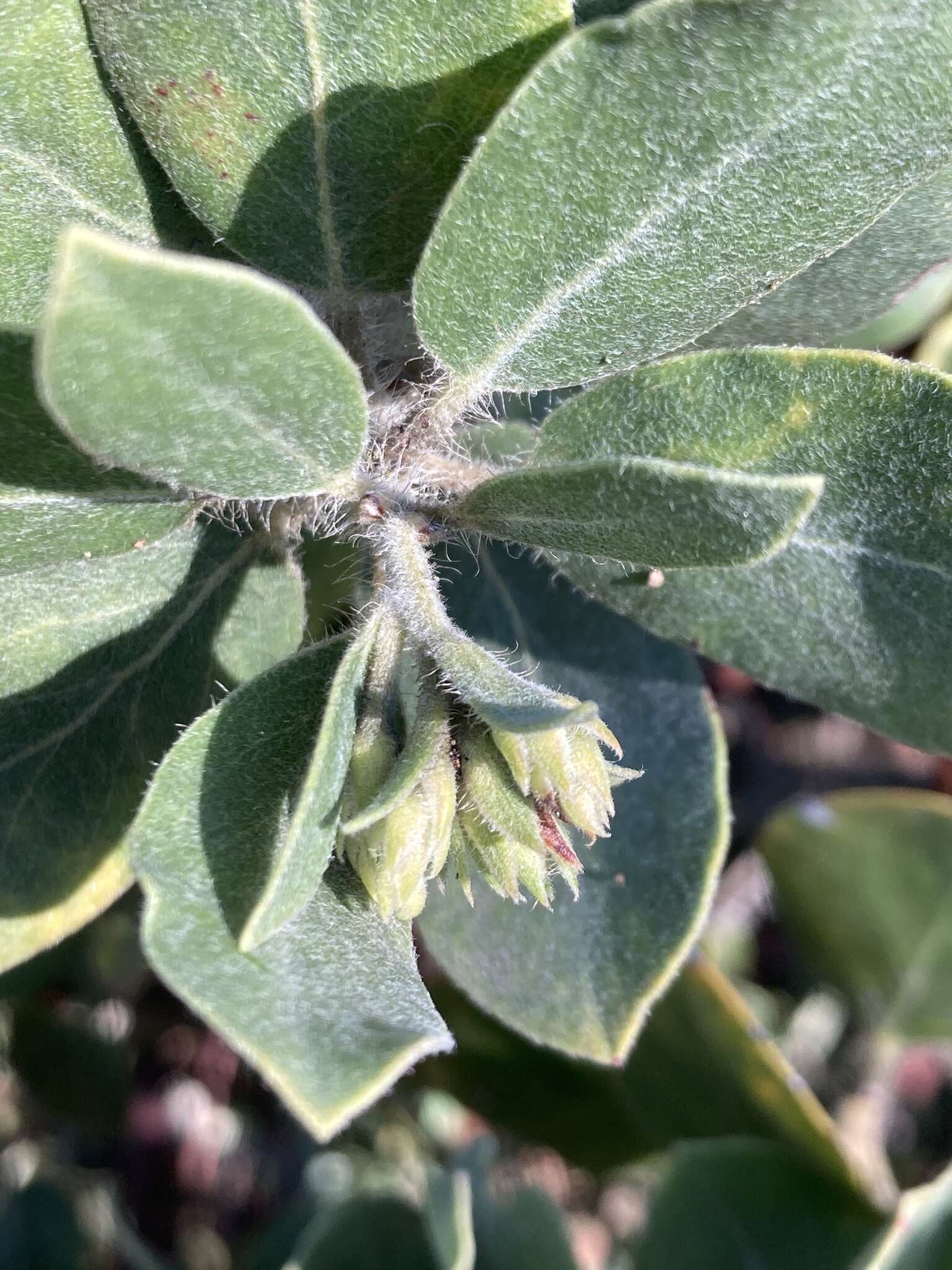 Слика од Arctostaphylos crustacea subsp. subcordata (Eastw.) V. T. Parker, M. C. Vasey & J. E. Keeley