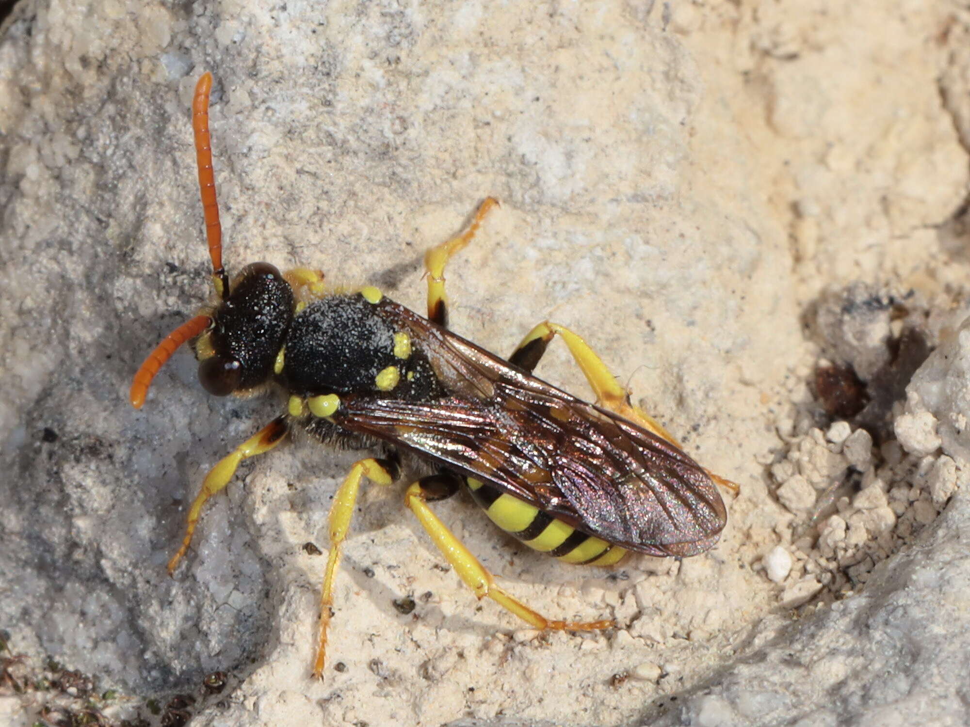 Image of Nomada succincta Panzer 1798