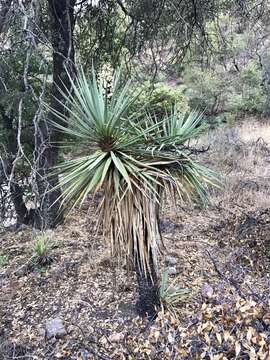 Image de Yucca madrensis Gentry