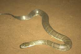 Image of Masked Water Snake