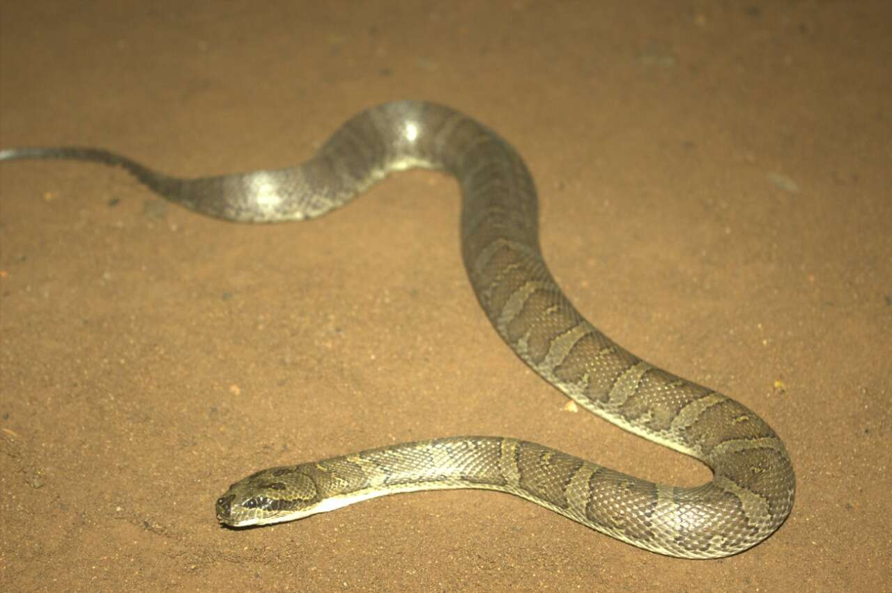 Image of Masked Water Snake