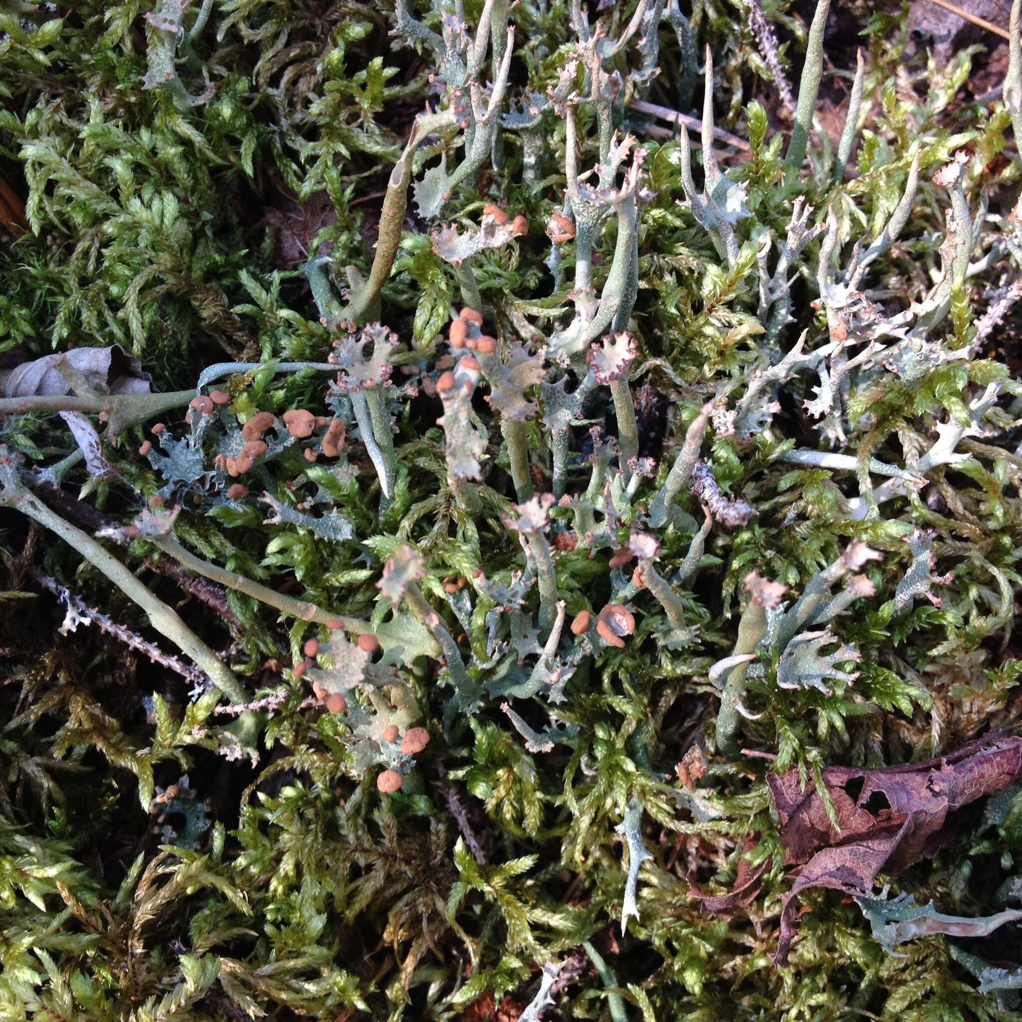 Image of cup lichen