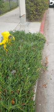 Image of windowbox woodsorrel