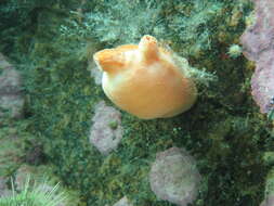 Image of sea peach