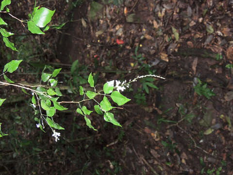 Plancia ëd Indigofera natalensis Bolus