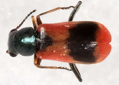 Image of Malachiidae