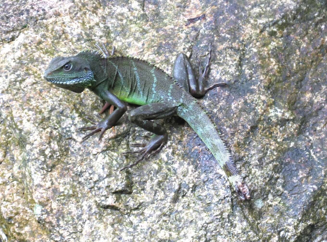 Physignathus resmi