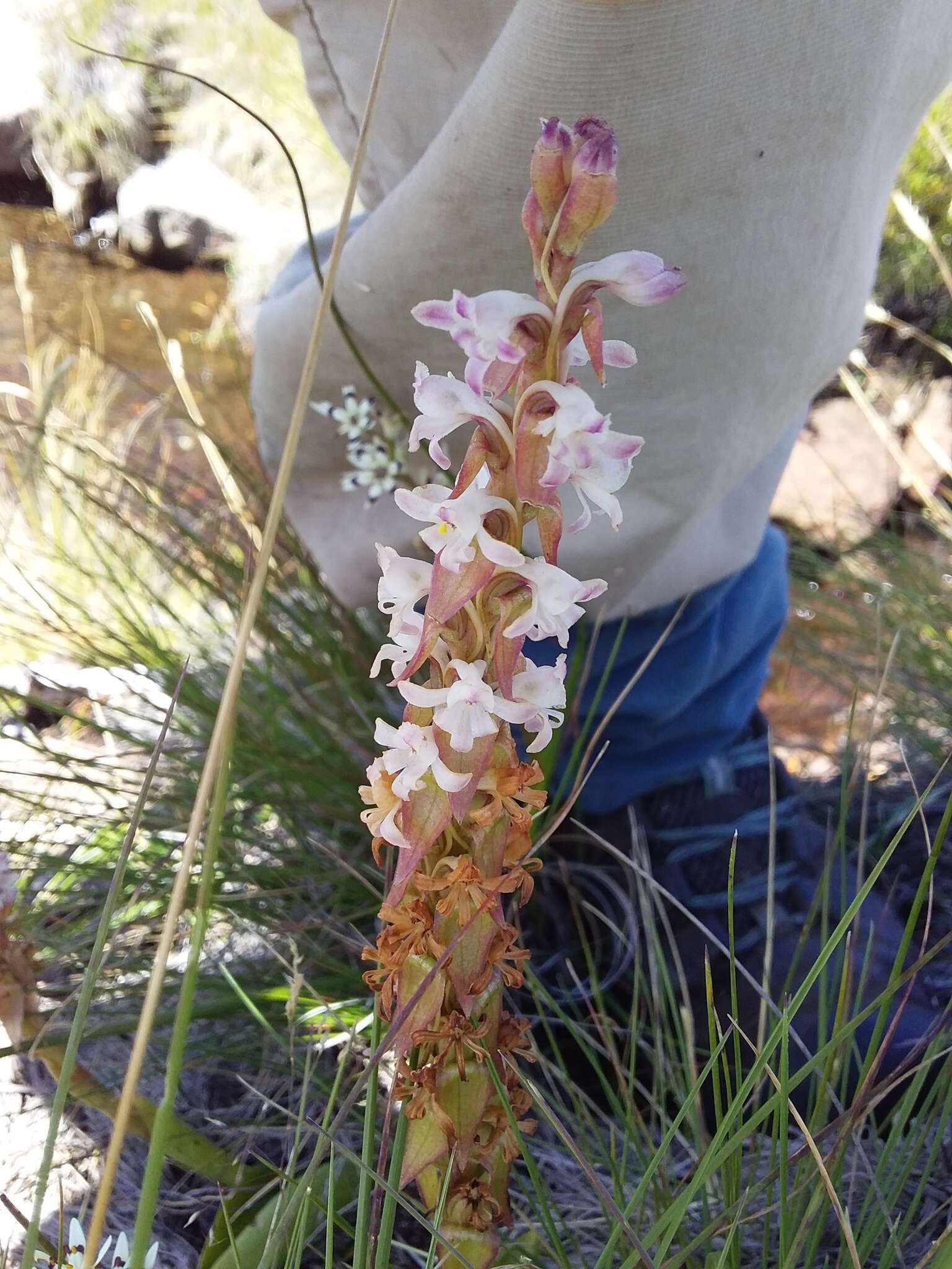 Image de Satyrium neglectum Schltr.