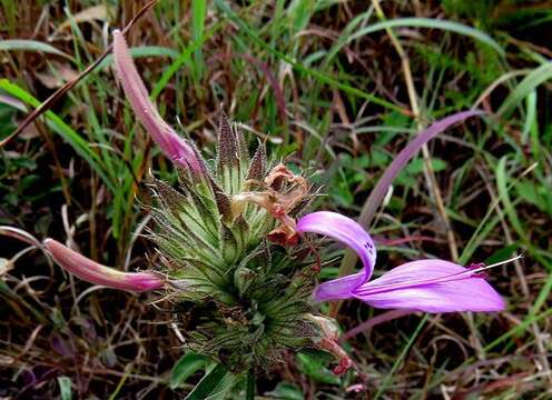 Image of Dicliptera clinopodia Nees