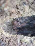 Image de Myrmecophilus (Myrmecophilus) pergandei Bruner & L. 1884